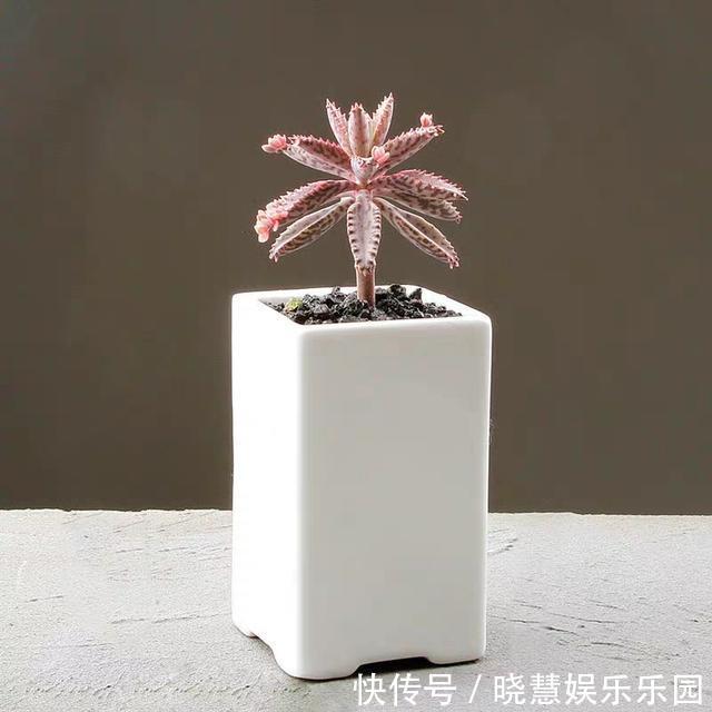 九种“养不死”的花，绿萝只能排最后一名，再养不活只能买假花了