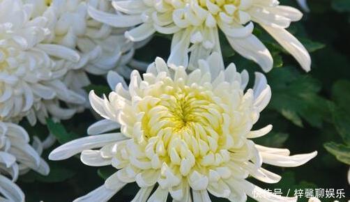 阳台|以下几款花草,四季有花开,花量多,阳台变花园,南方北方都能养