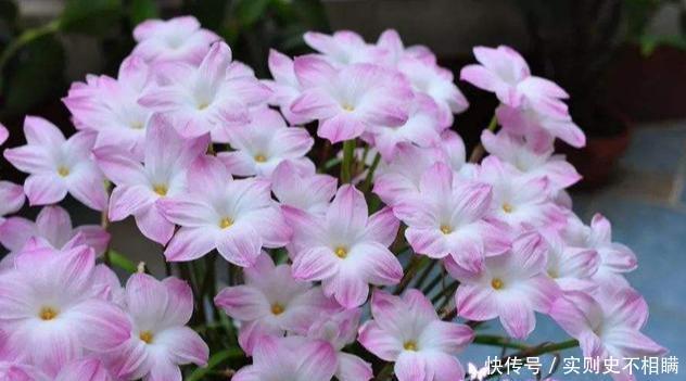 满地|泼辣的“胖美人”10块钱买“一堆”,狂风暴雨后,妖艳花满地