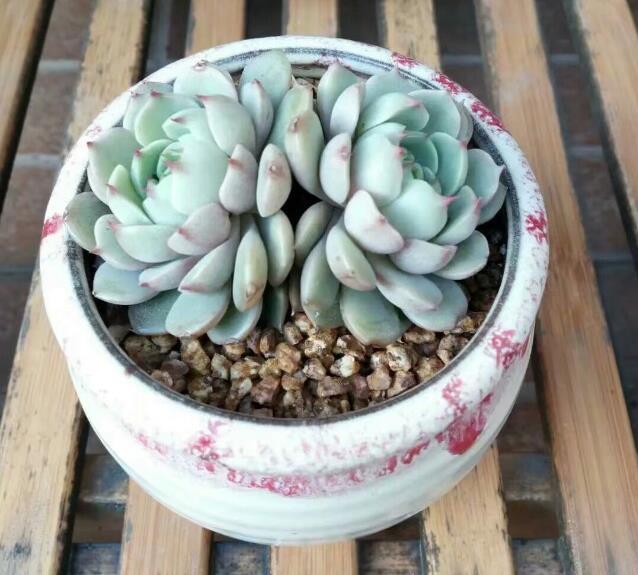 自己养的多肉植物总是绿的流油营造好温差,养出果冻色