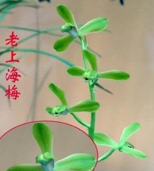 蕙兰老八种都有谁?除了常见的程梅和大一品,其他六种是什么?