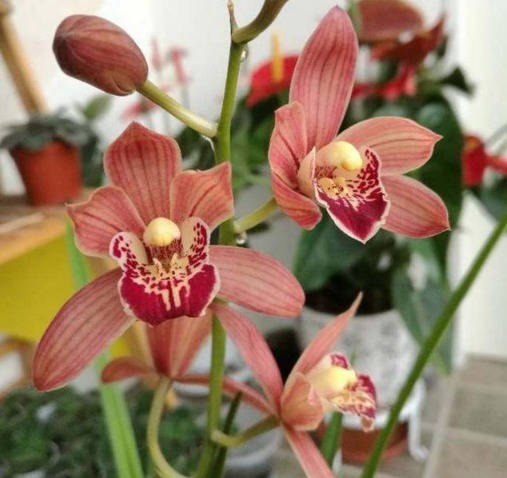 做好|“兰花”怎么养做好5点,叶子油绿,开花多,又香又好看!