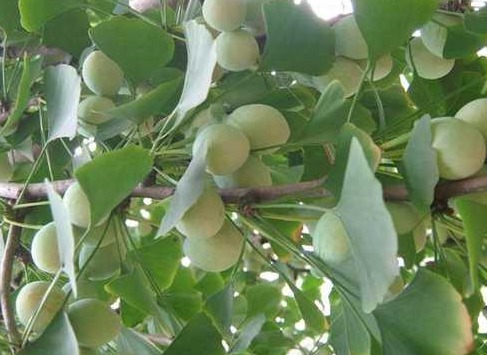 女性|女性养生,可以多吃4种食物,补充营养,通便解毒,防止皱纹早生