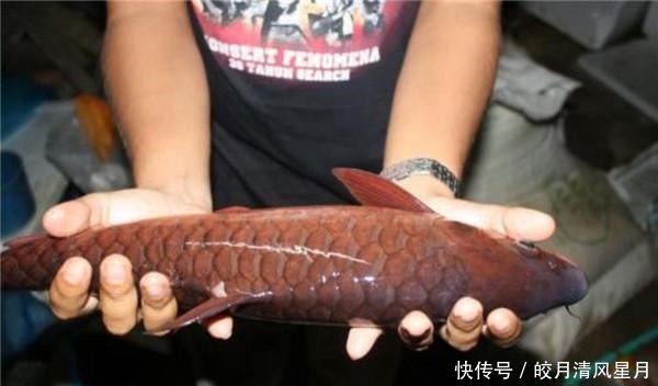 这条鱼只吃树上野果,每公斤3500元,蔡澜说它就是世界上最贵的鱼