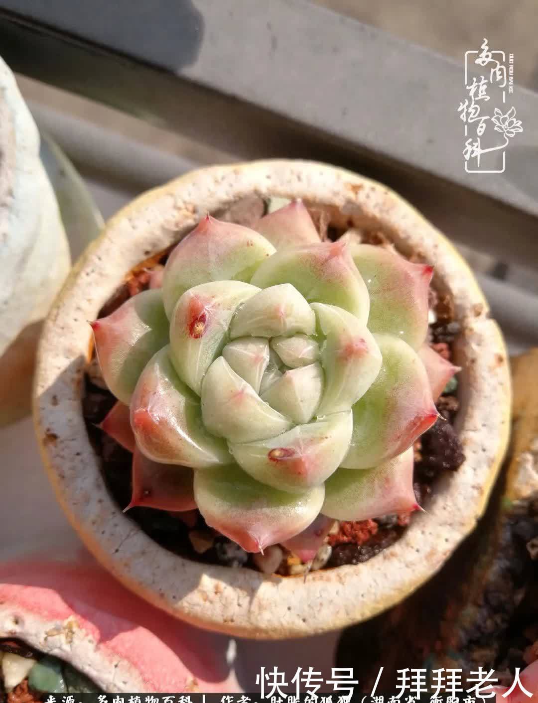 养多肉，我们到底养的是什么？