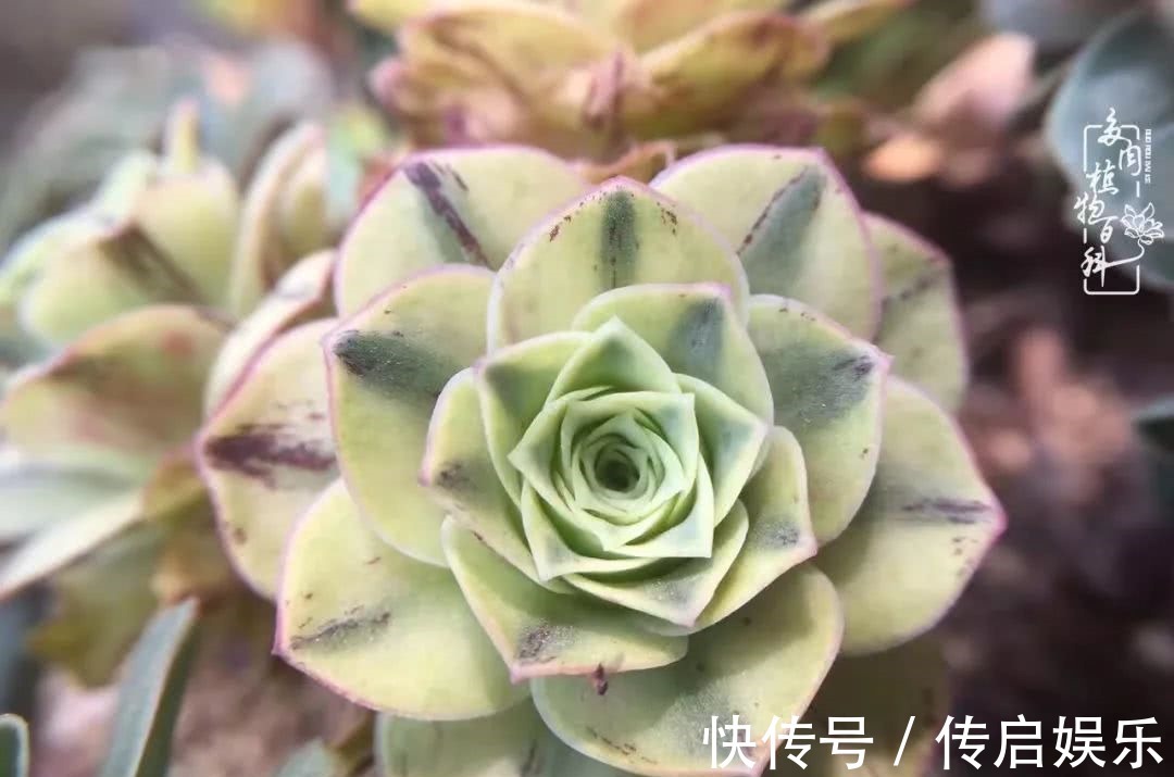 科普“山地玫瑰锦”万中无一,仙气缭绕!附养护知识!