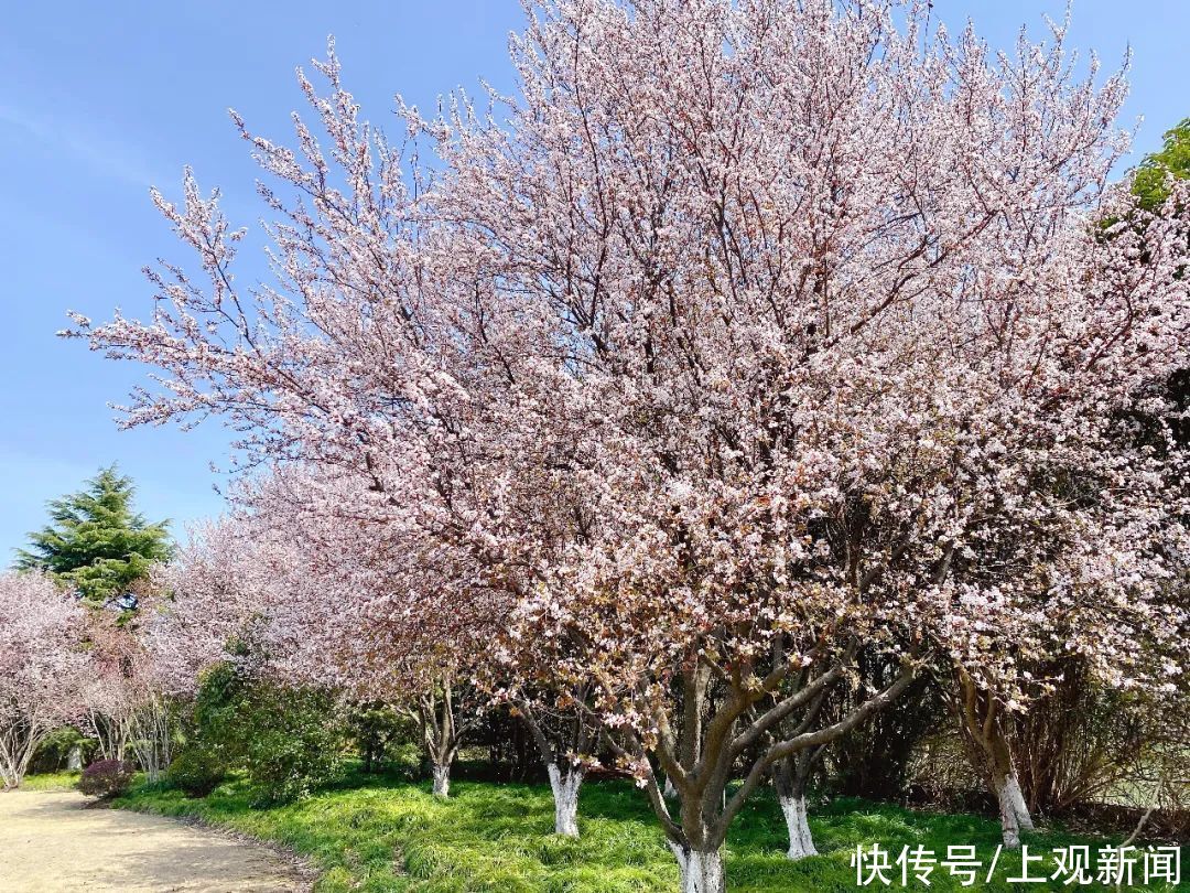 东坡|今日端午，上大与你一起迎接盛夏的到来