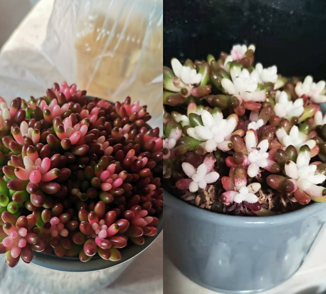 养多肉要“反向操作”,冬末直接放室外,快速上色,还容易爆小崽