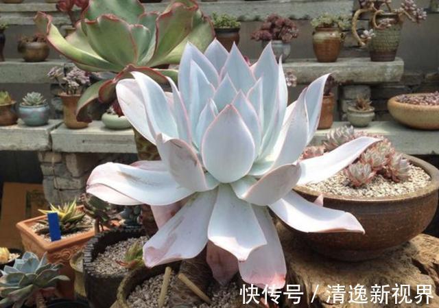 夏季|夏季，多肉植物进入“休眠期”，3个养护要点学好，叶片变肥厚！