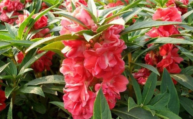 4种花养家里,福旺运旺财更旺,美不胜收,你养了吗