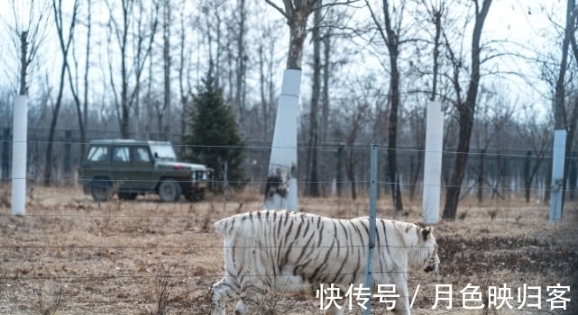 猛兽|北方野生动物园：那只野外白虎的尾巴，哪去了？