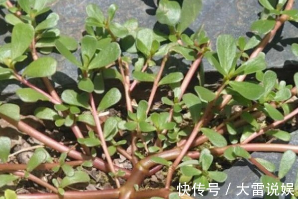 保护眼睛|有了白头发不要立刻去染发!马齿苋加一宝,白发轻松变黑发