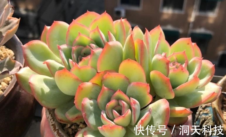 平常翠翠红红,出状态之后妖妖艳艳,这种多肉名字还好听,叫晨露