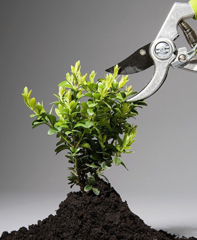 修剪|养花,摘掉多余的花蕾,保证开花的质量和大小