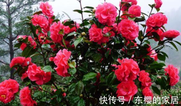 三角梅|夏天“富养”的4种花,越热越要补“大肥”,才能开花一茬接一茬