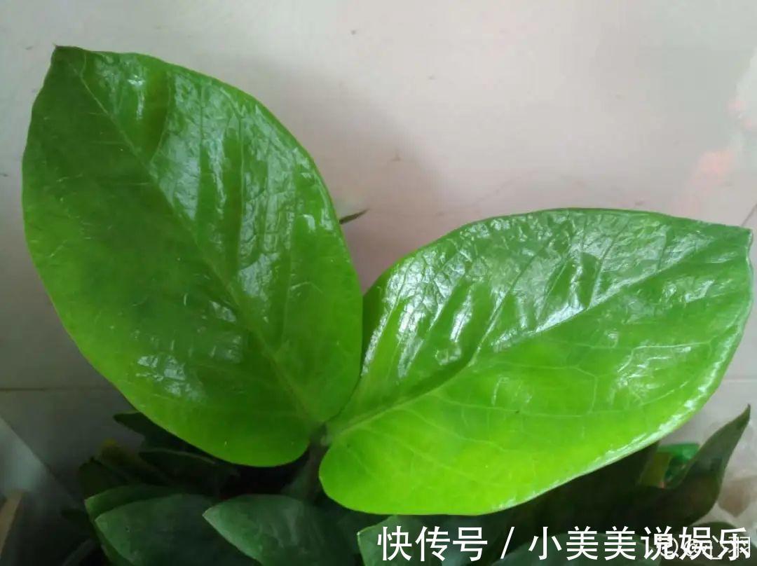 给这花换盆，土里扒出30个崽，根本不用扦插！