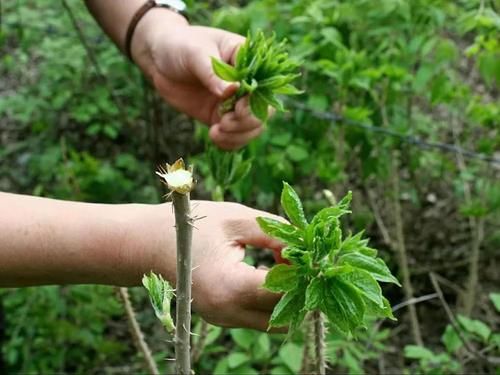  嫩叶|这树满身刺，嫩叶却成极品野菜，民间俗称“刺拐棒”，一斤30元