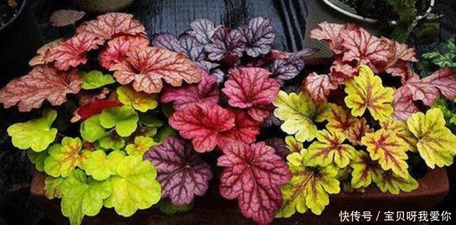 最合适|4种花“不怕冻”,冬天下雪会更美,养护也简单,北方养最合适