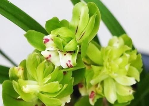 八种以牡丹命名的花卉,开花鲜艳漂亮,颜值高,值得养