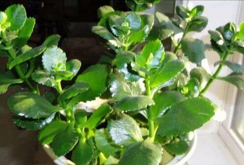 想要养好长寿花，盆里7天加点“它”，呼呼冒花芽，一个劲开花！