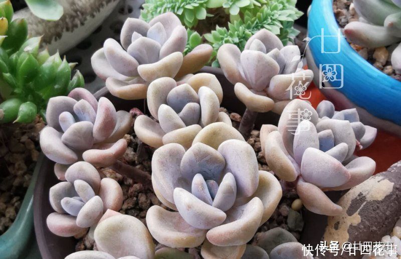 烂根|多肉度夏别折腾，不求美丽，但求平安，注意5点轻松“过关”