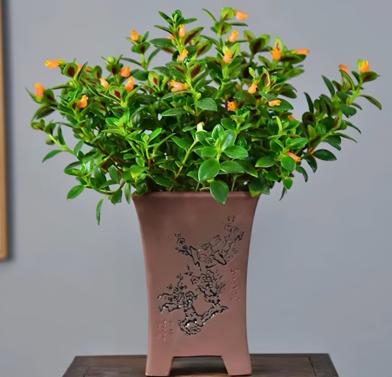 枝头挂满“小金鱼”,颜值高寓意又好,这种小盆栽太值得养了