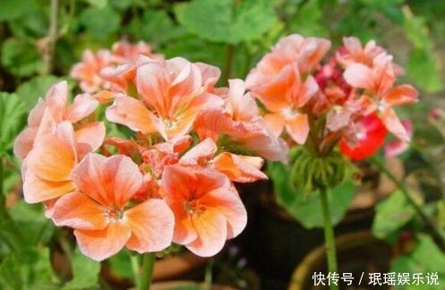 花卉|此种花卉颜值不输月季，好养易活，养一株就是赚了