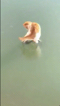 |搞笑GIF趣图:妹子表演的节目搞笑得连自己都忍不住笑场了