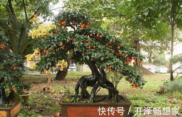 老桩|懒人家里养盆栽首选3款''大树'',株型小、身价高、寓意美