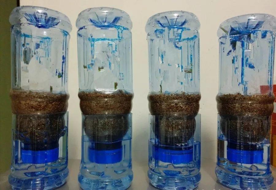 1个塑料瓶,居然有8种养花方法,省钱又好用!