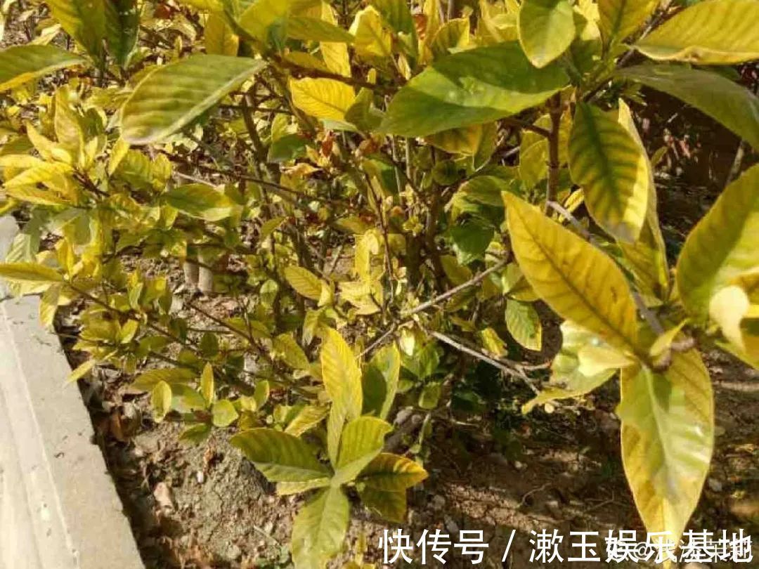 酸性|10种花爱喝醋,浇水加点酸,叶子油亮爱开花!