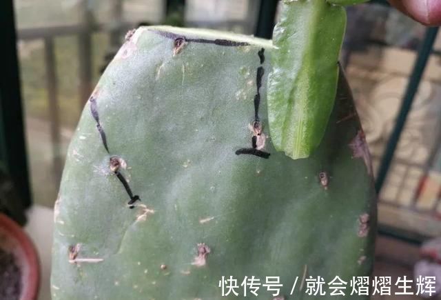 叶仙|蟹爪兰插萝卜上，也能嫁接？这波操作还是头一回见