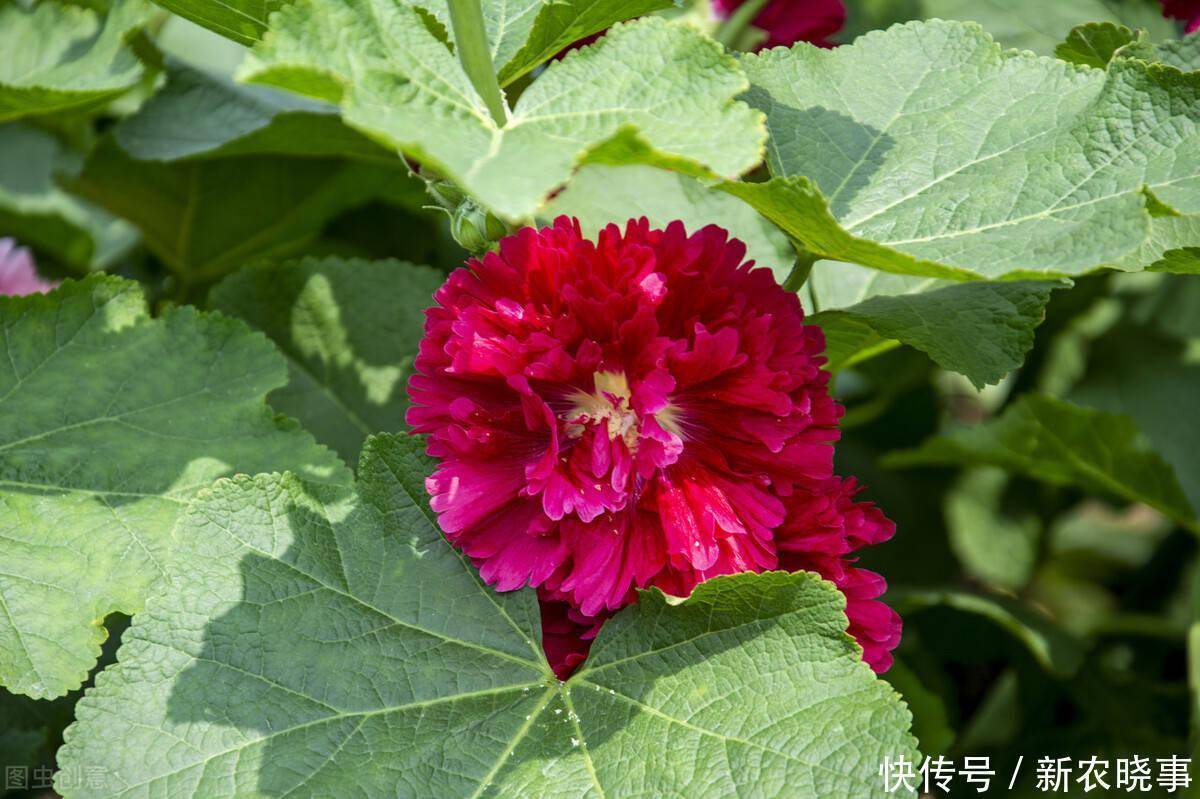 以前被嫌弃的土花,现在变成盆栽中的“香饽饽”,只因好养花量大