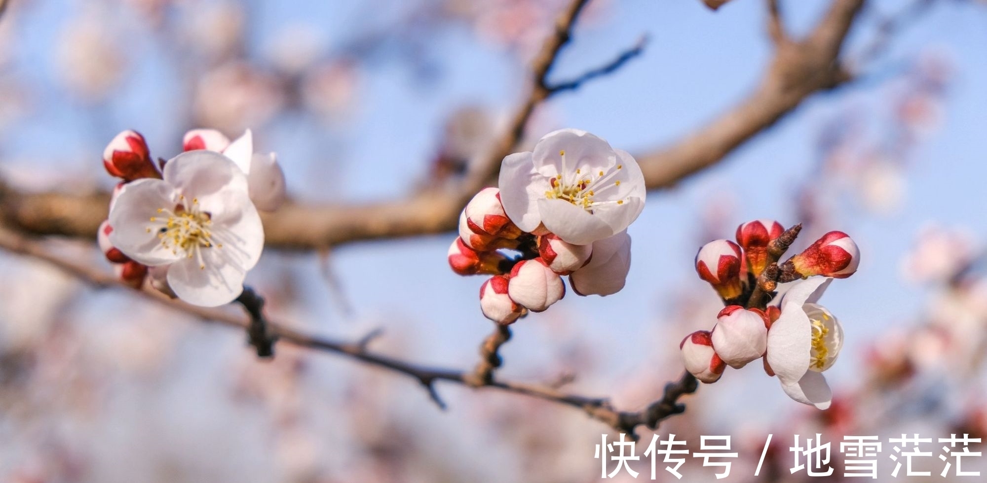 黄巢#不著一字,尽得风流。司空图的一首惜花之作,意蕴悠长,耐人寻味