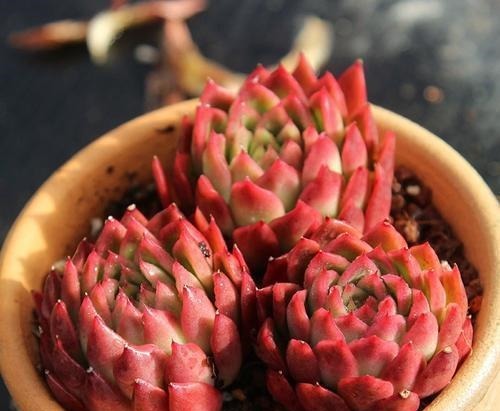 5种红色系多肉,灵气逼人楚楚可爱,人人见了都想养!