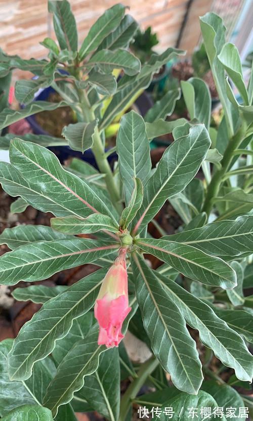 沙漠玫瑰为什么花没打开,就变蔫了,然后就黑了呢