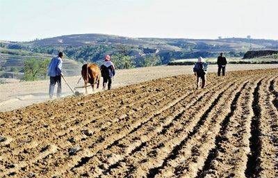 庄稼#当代散文||氨水的故事