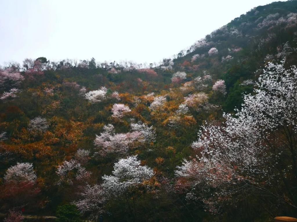 金华这些地方的野樱花盛放，惊艳了春天!走起