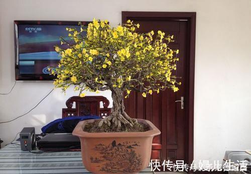 漂亮|4种耐寒花，好养又漂亮，香艳又喜庆，冷空气来临就开花！