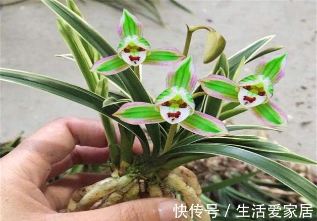 这兰花不常见,一花双色,兰香浓郁,叶带金边,是兰中极品