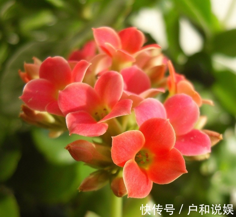 新手养长寿花，做好3个小技巧，花苞猛长不停，养一盆爆一盆