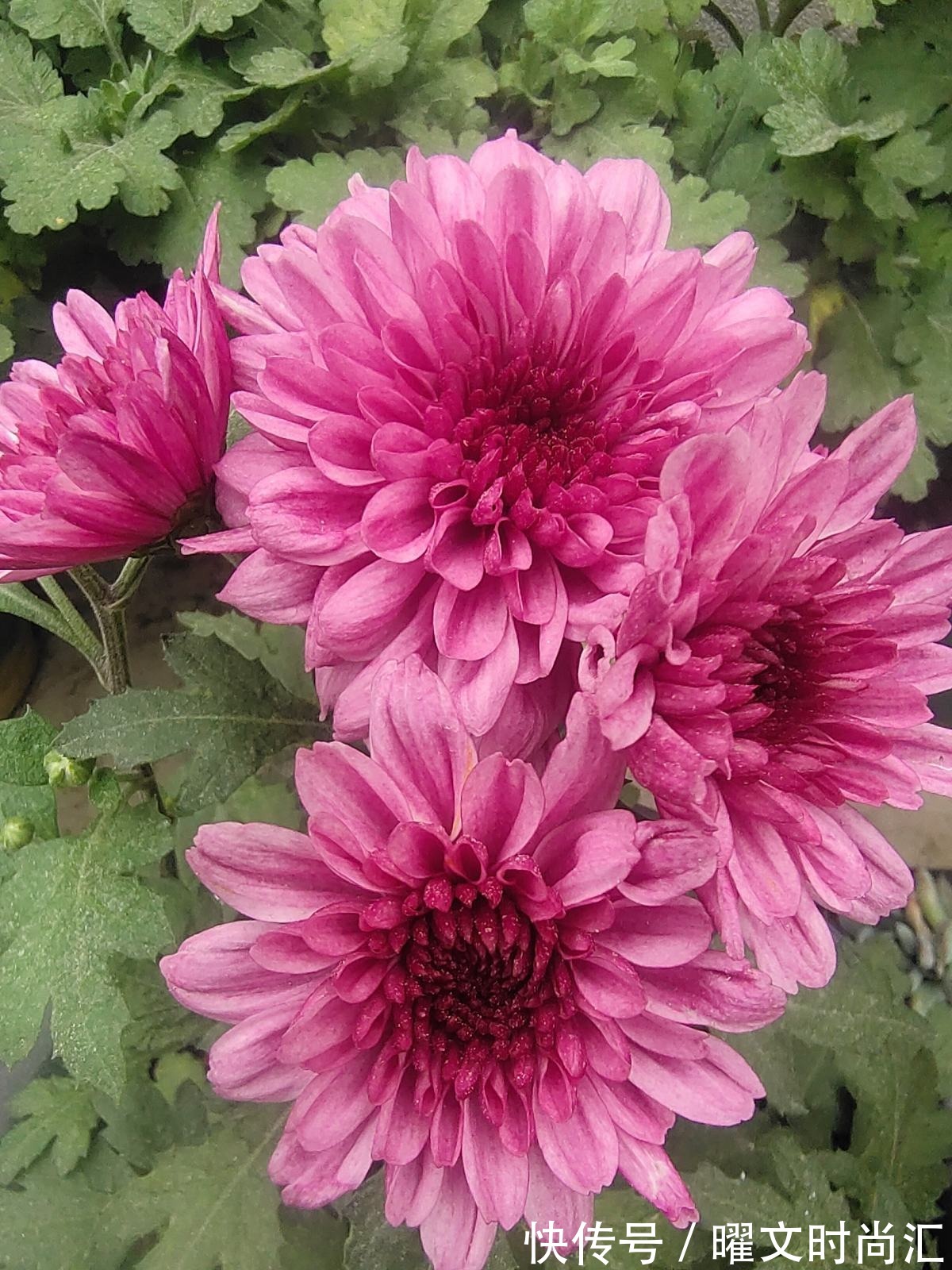 天生带“争议”的植物，有人觉得不吉利，有人觉得无所谓