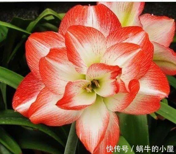 5种花自带财运,一年四季开花不断,花姿优雅,花开直接爆满盆