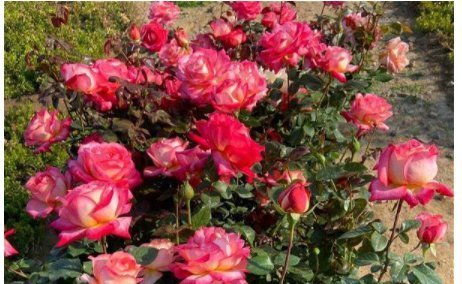 长寿花|7月逛花市,我只买这7种花,耐38℃高温,花期长达240天,好看好