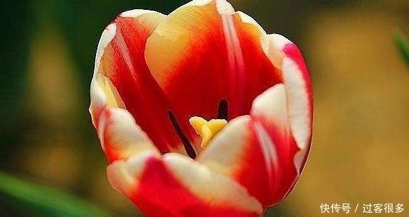 醉蝶花|喜欢养花,就养盆“稀有花卉”变色郁金香,花开会变色,梦幻华贵