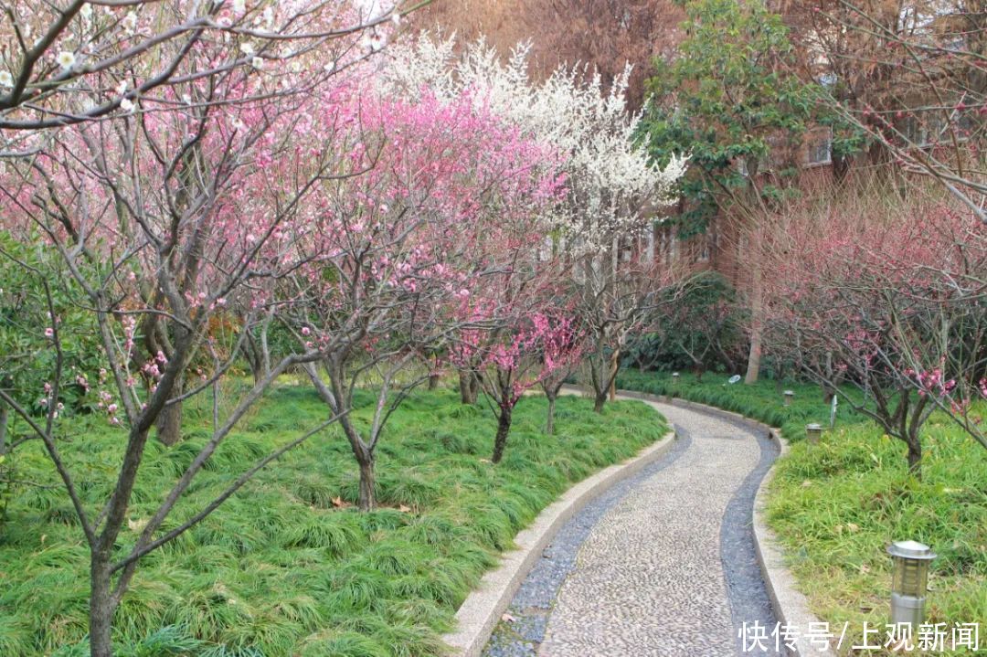 走进|梅开五福！普陀这里简直“美爆了”