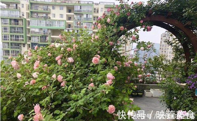 生长|有露台就种这三种花，生长速度快，遮阳好养漂亮，花儿开成瀑布