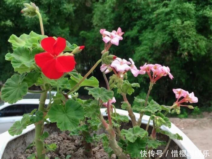 家里有此7种花,少浇水不能晒,天热要休眠早看早知道