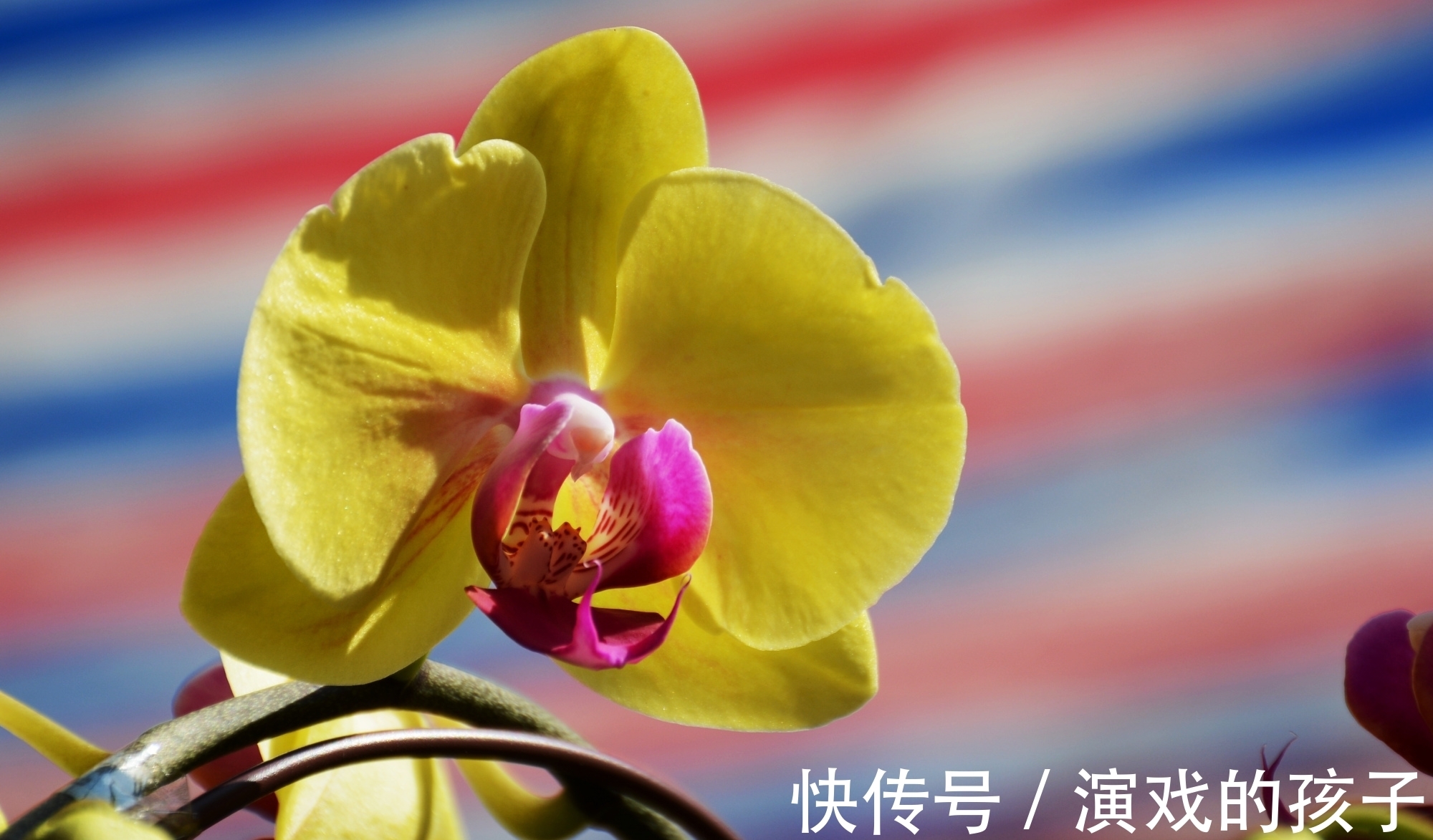 养殖|蝴蝶兰注意这4点,花苞绽放,越来越美