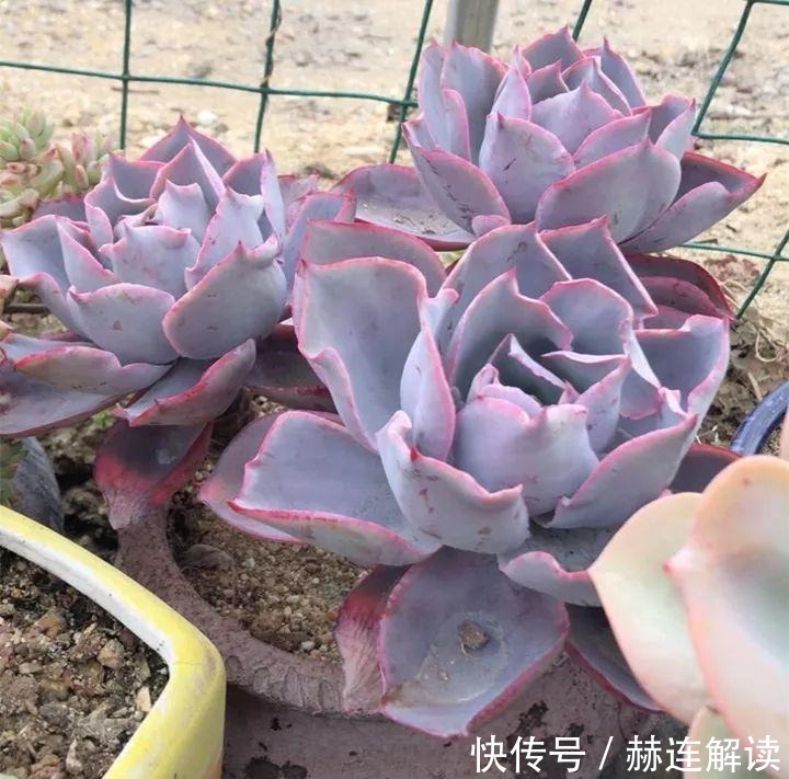 艾伦|姐姐养了9年的多肉,没有买肥就用它,个个长成精!